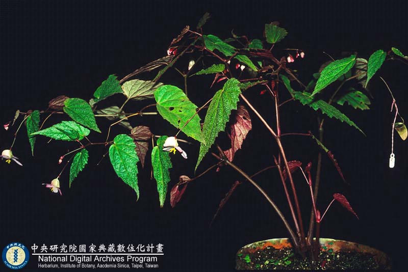 B. ✕ buimontana